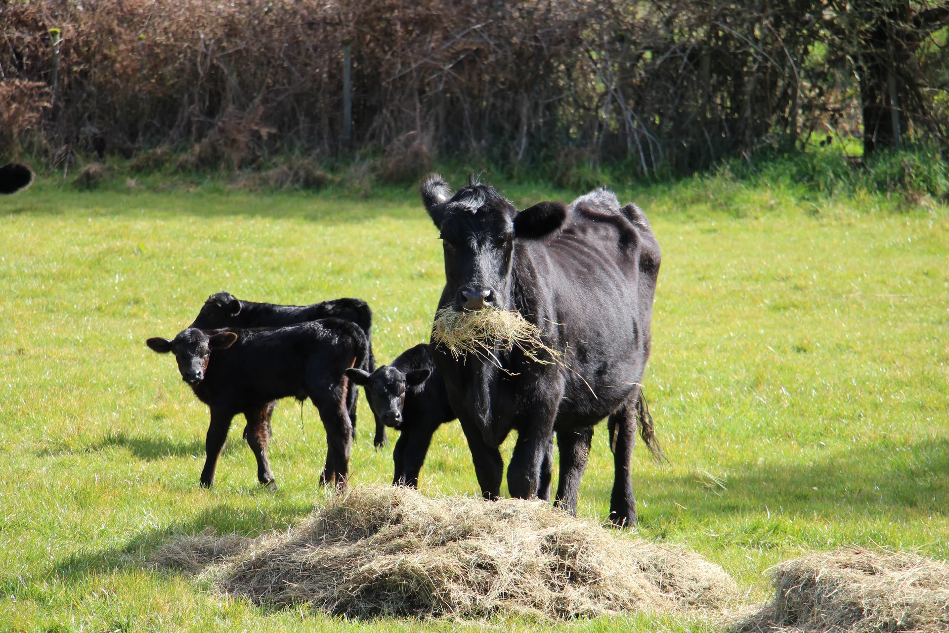 Triplet calves defy the odds