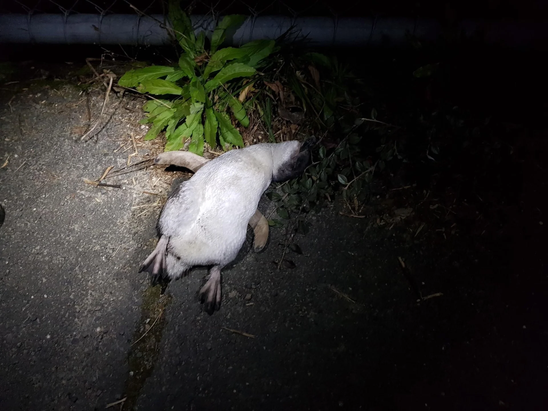 Caution urged after endangered penguin death