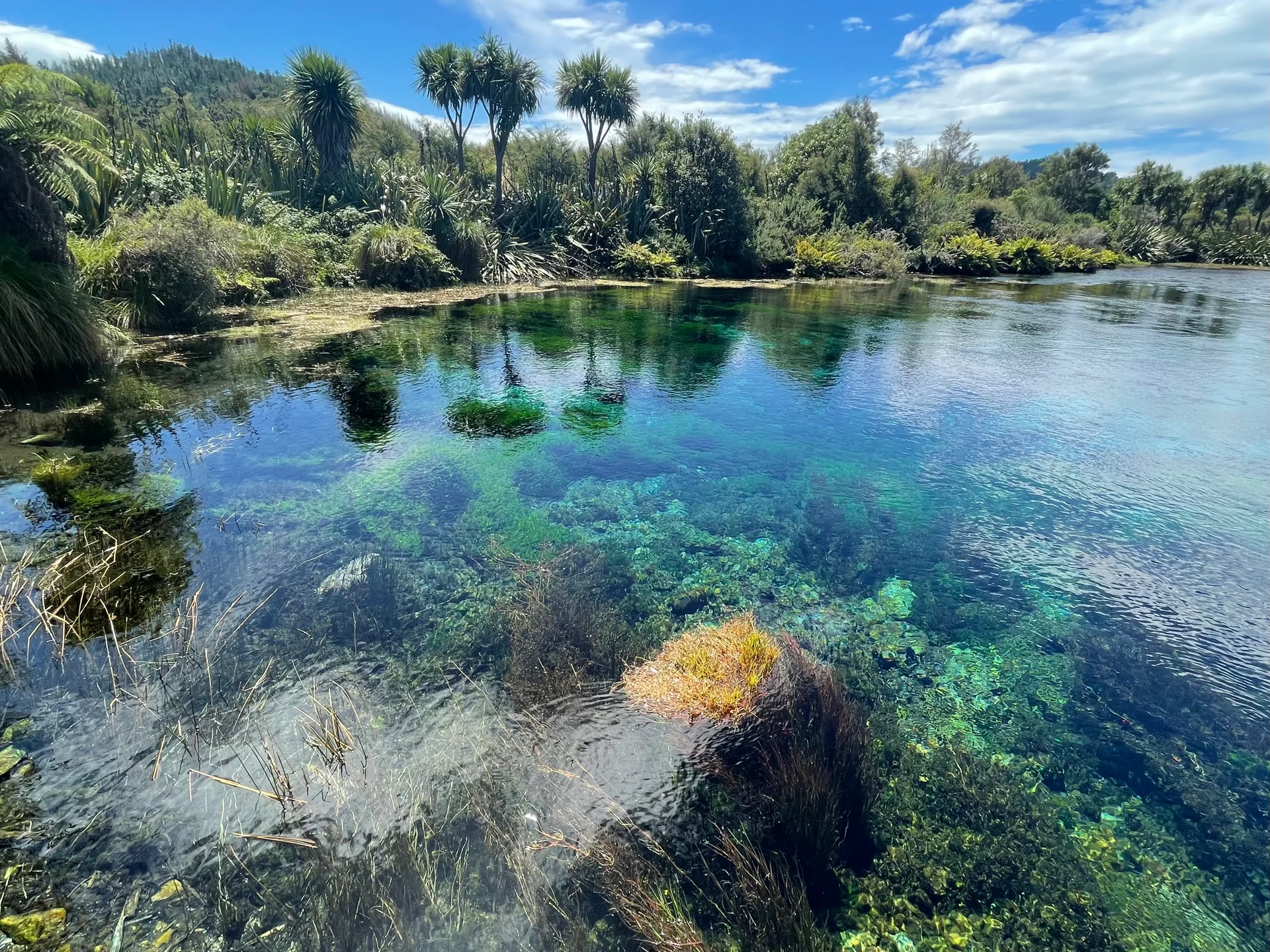 Water Conservation Order recommended for Te Waikoropupū Springs