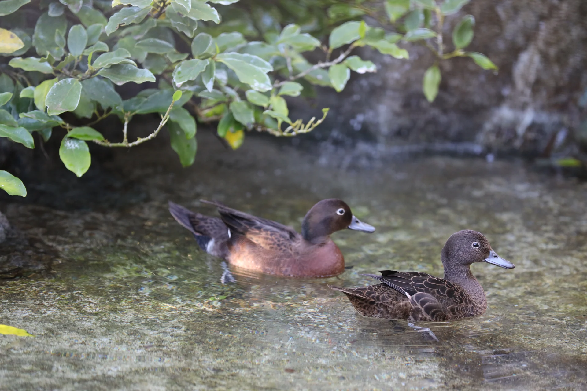 Pāteke make Natureland home
