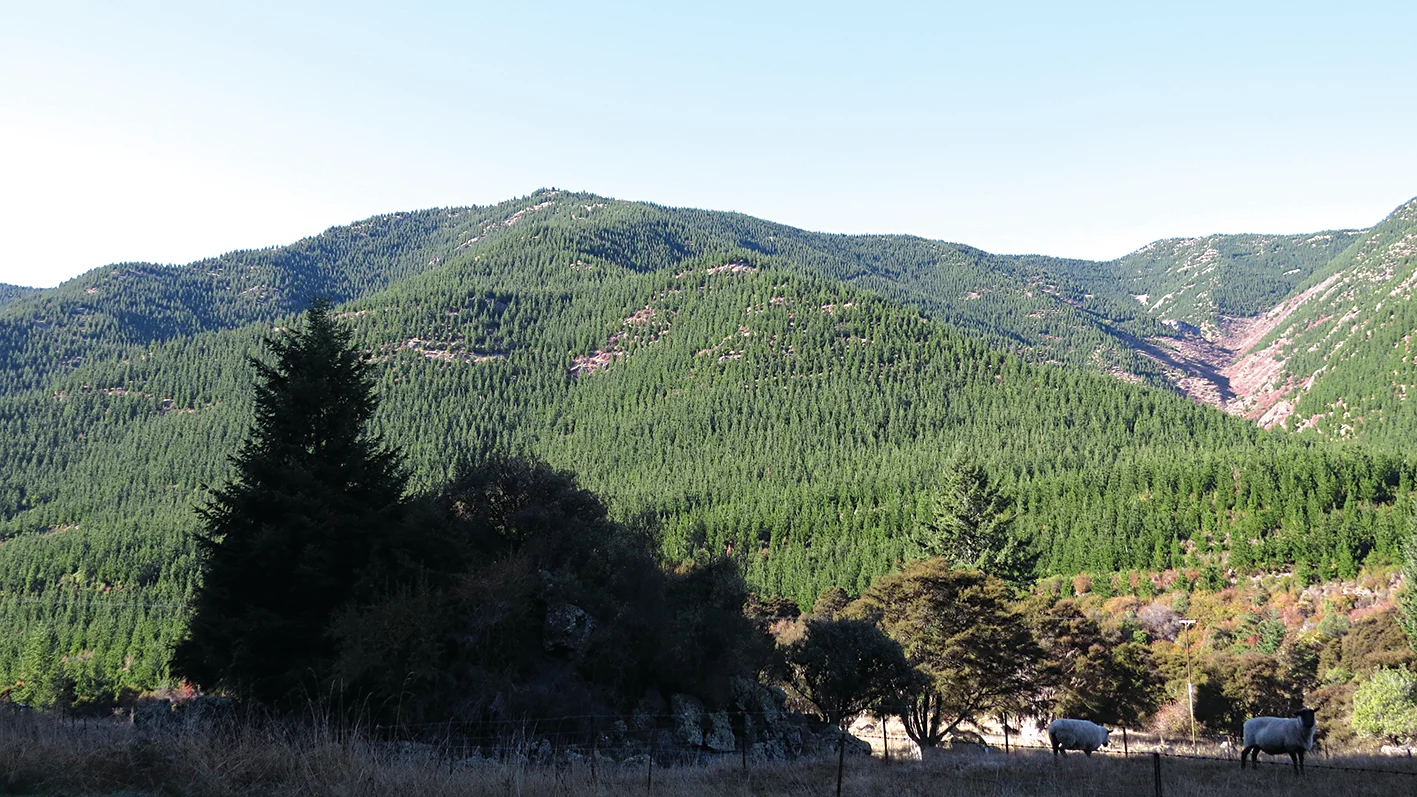 Forestry investors ‘looking elsewhere’