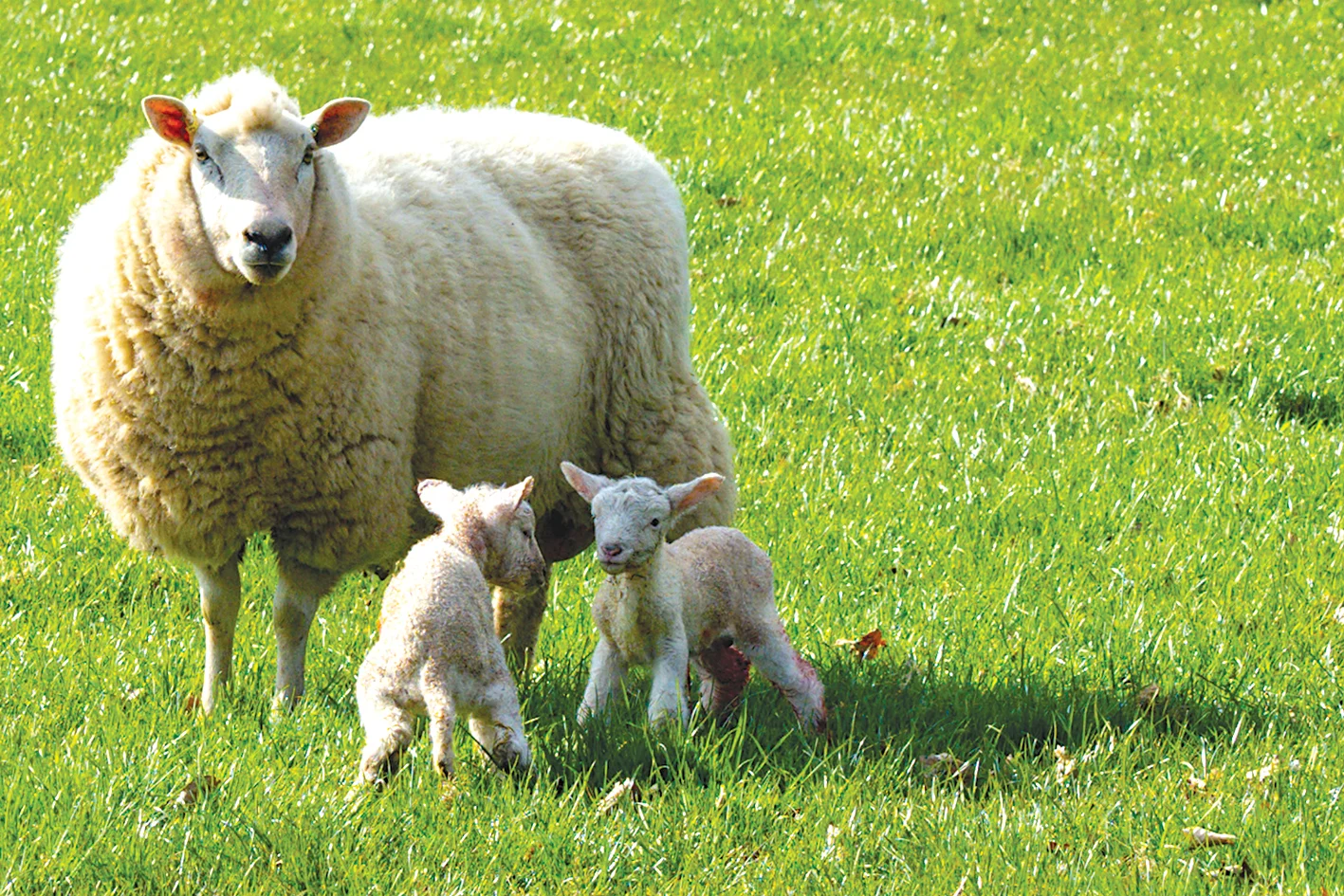 Importance of addressing lamb mortality emphasised