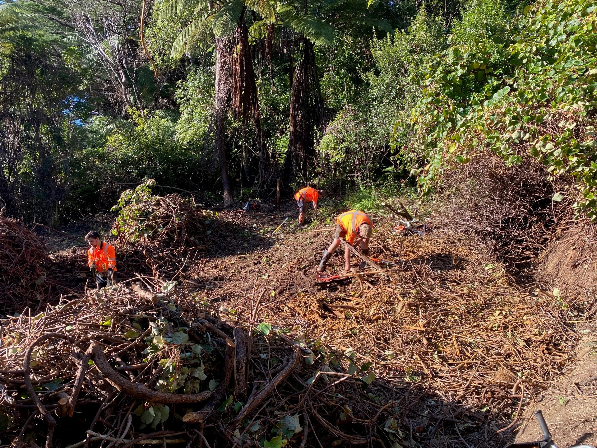 Effort to control wilding kiwifruit underway