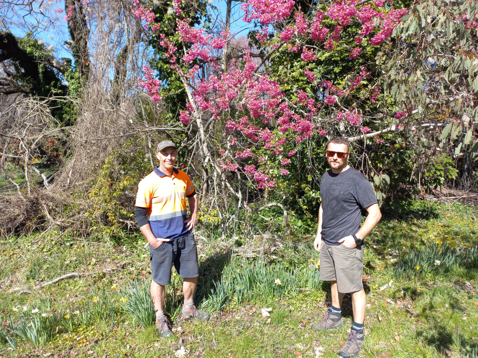 Time to eradicate the Taiwan cherry tree