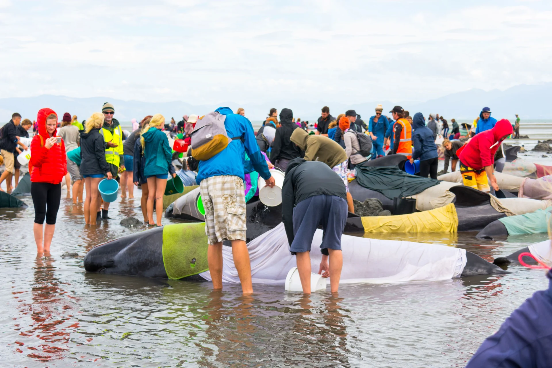 Project Jonah and The Whale