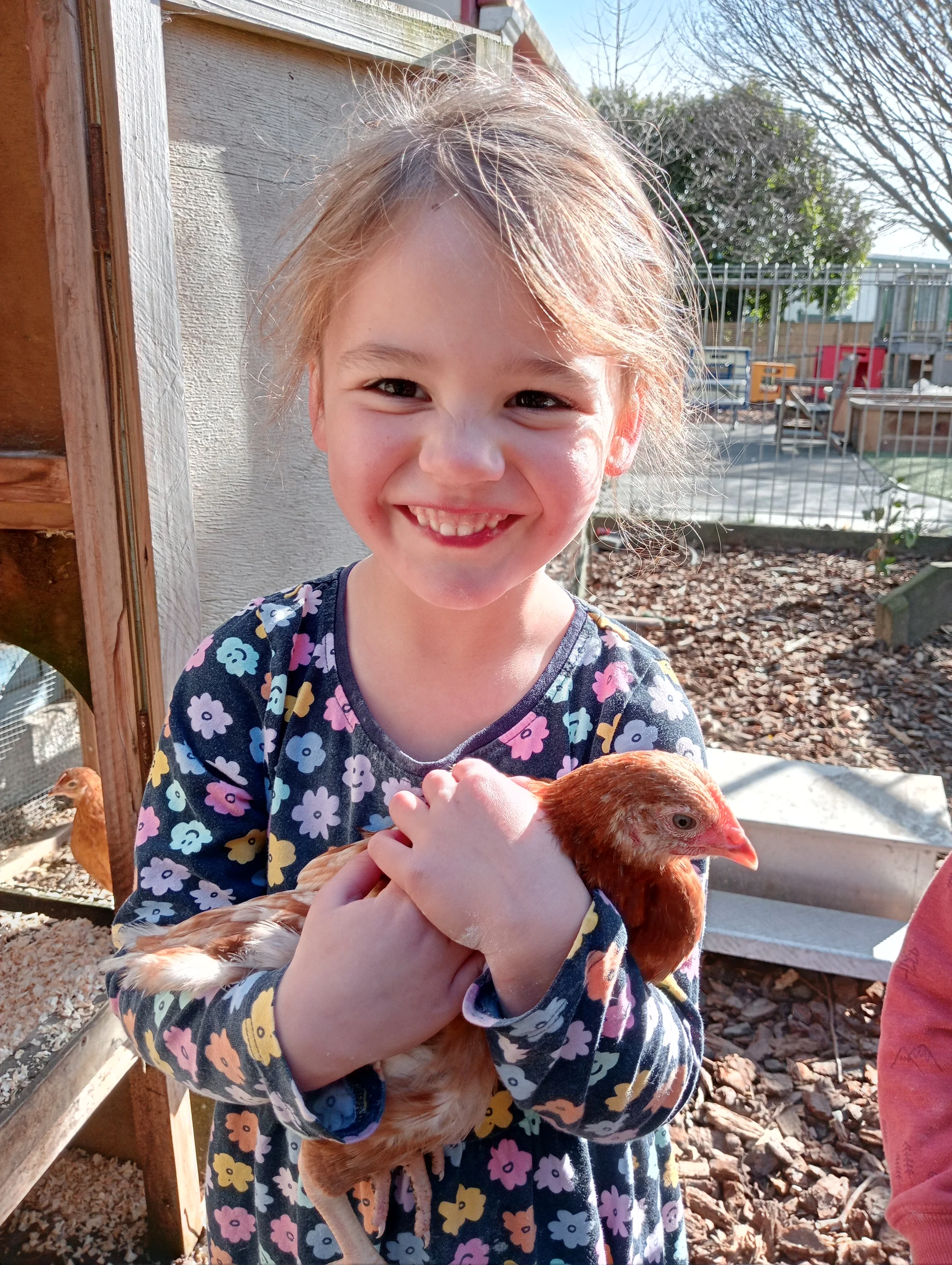 Chickens teaching kindy children