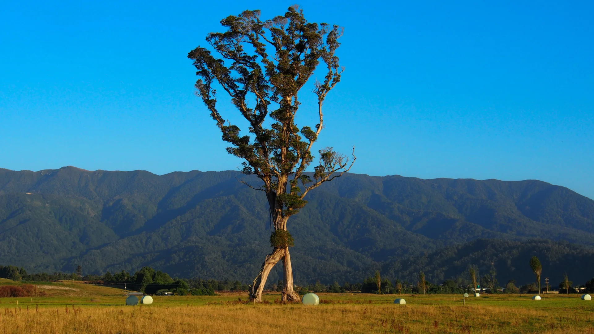 Karamea’s walking giant