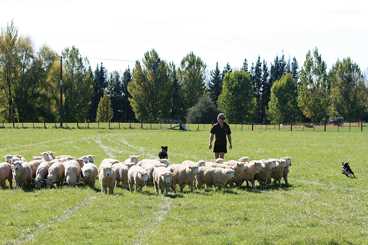 Farm dogs guarantee entertainment at A&P show