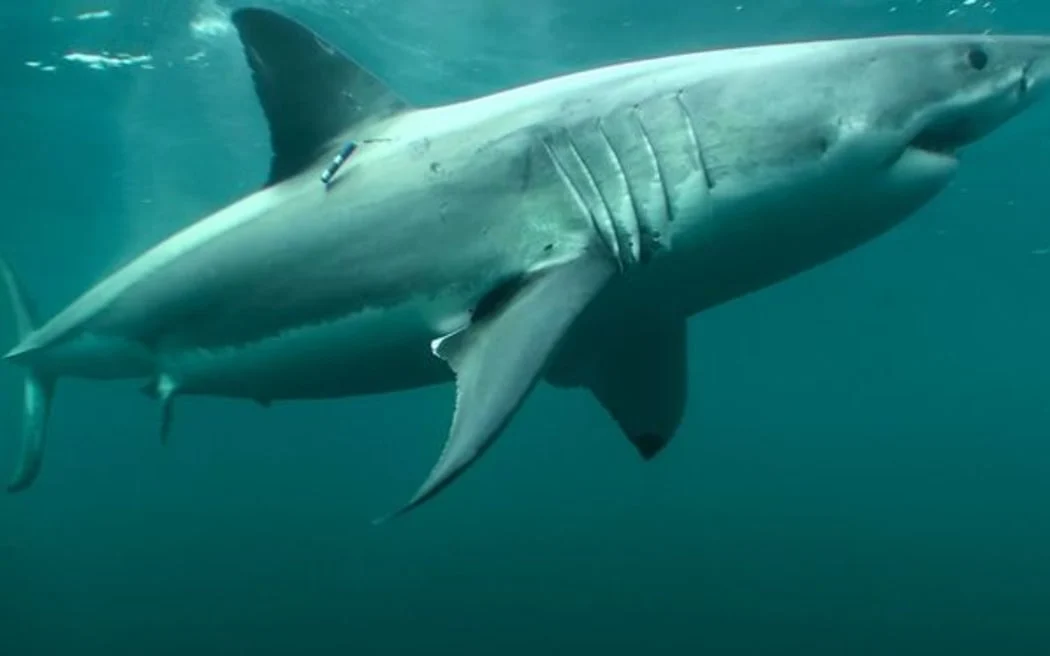 Expect more shark sightings on NZ beaches as summer approaches - DOC