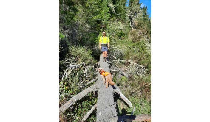 Farmers need to see the trees for the wood