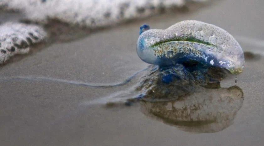 Beware of bluebottles