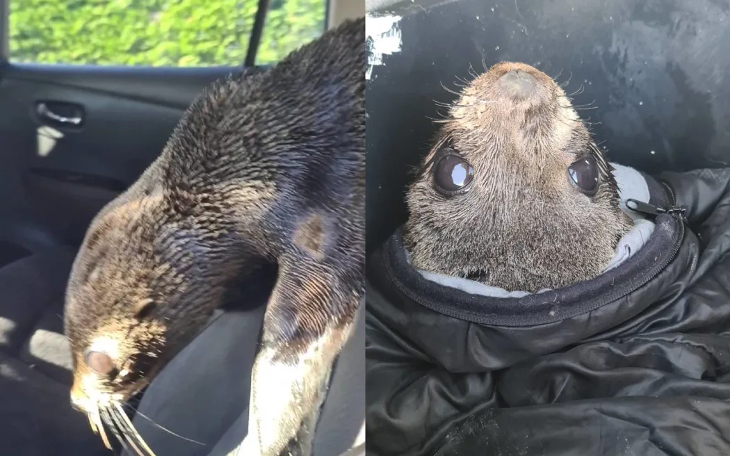 Woman rescues seal pup from highway ‘like some lunatic from a film’
