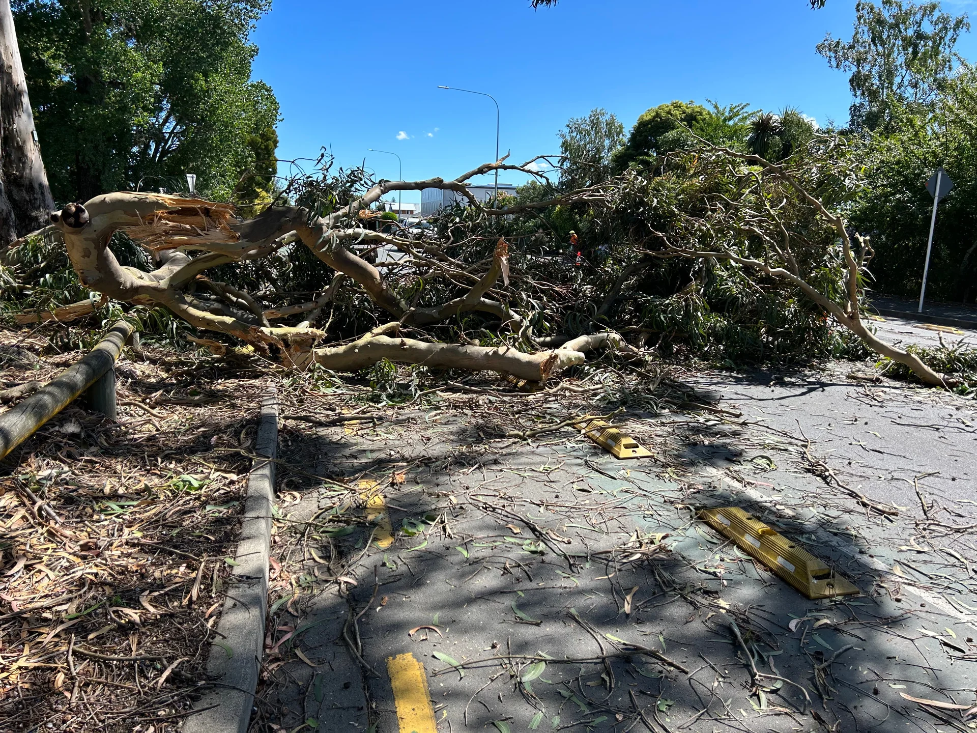 Tree falls onto Salisbury Rd