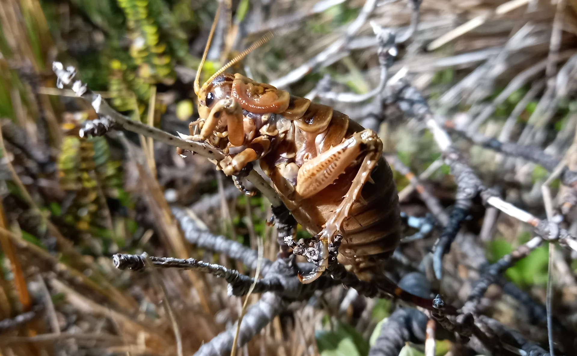 Tasman’s giant wētā needs you