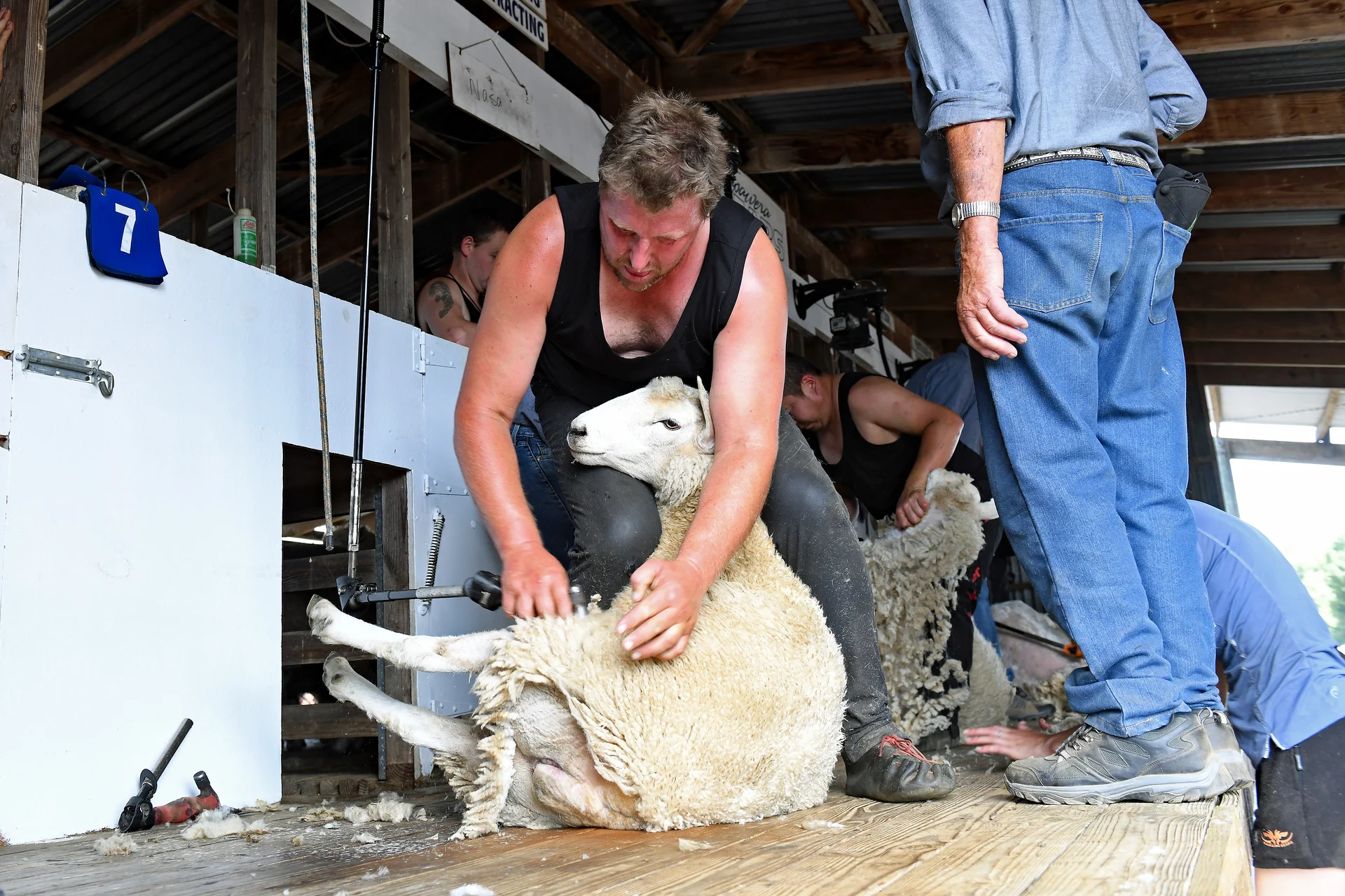 Pulling the wool over Tapawera