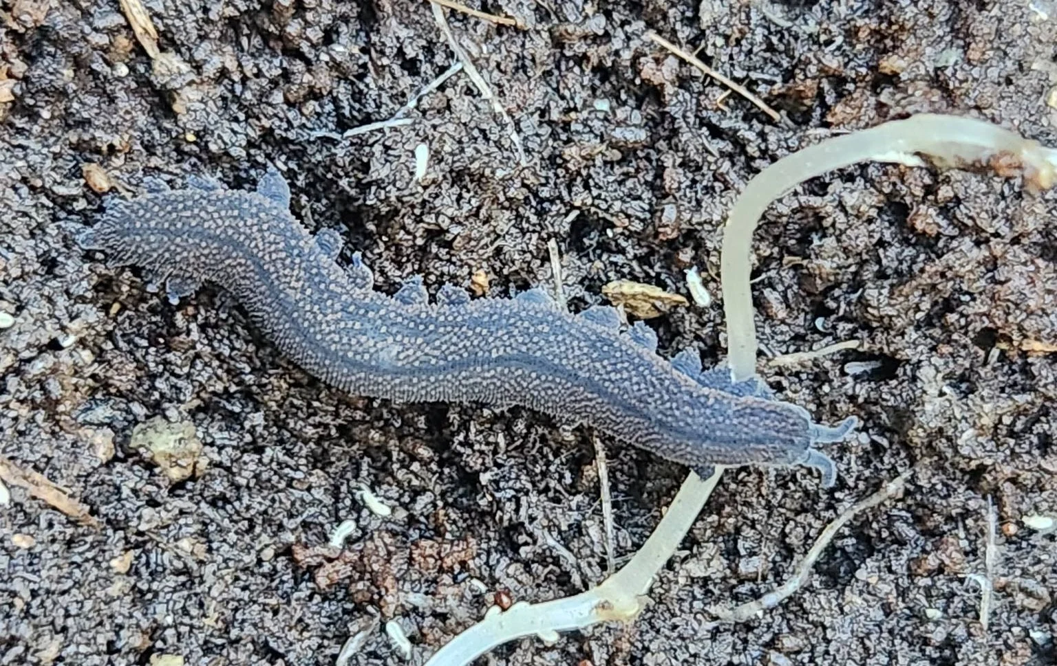 Velvet worm if you please