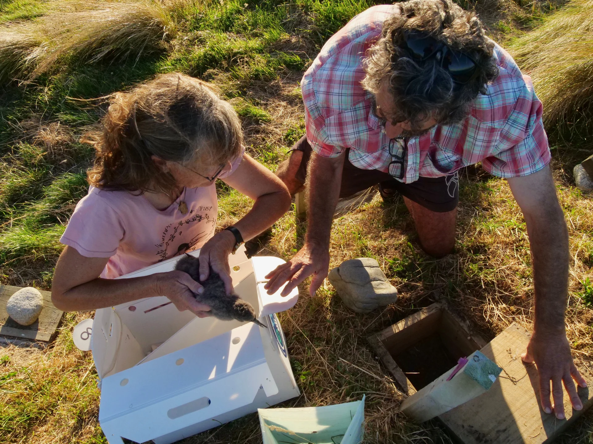 Nurturing nature as shearwater chicks translocated to Wharariki