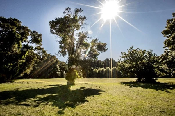 History: How Brightwater’s Snowden’s Bush came to be