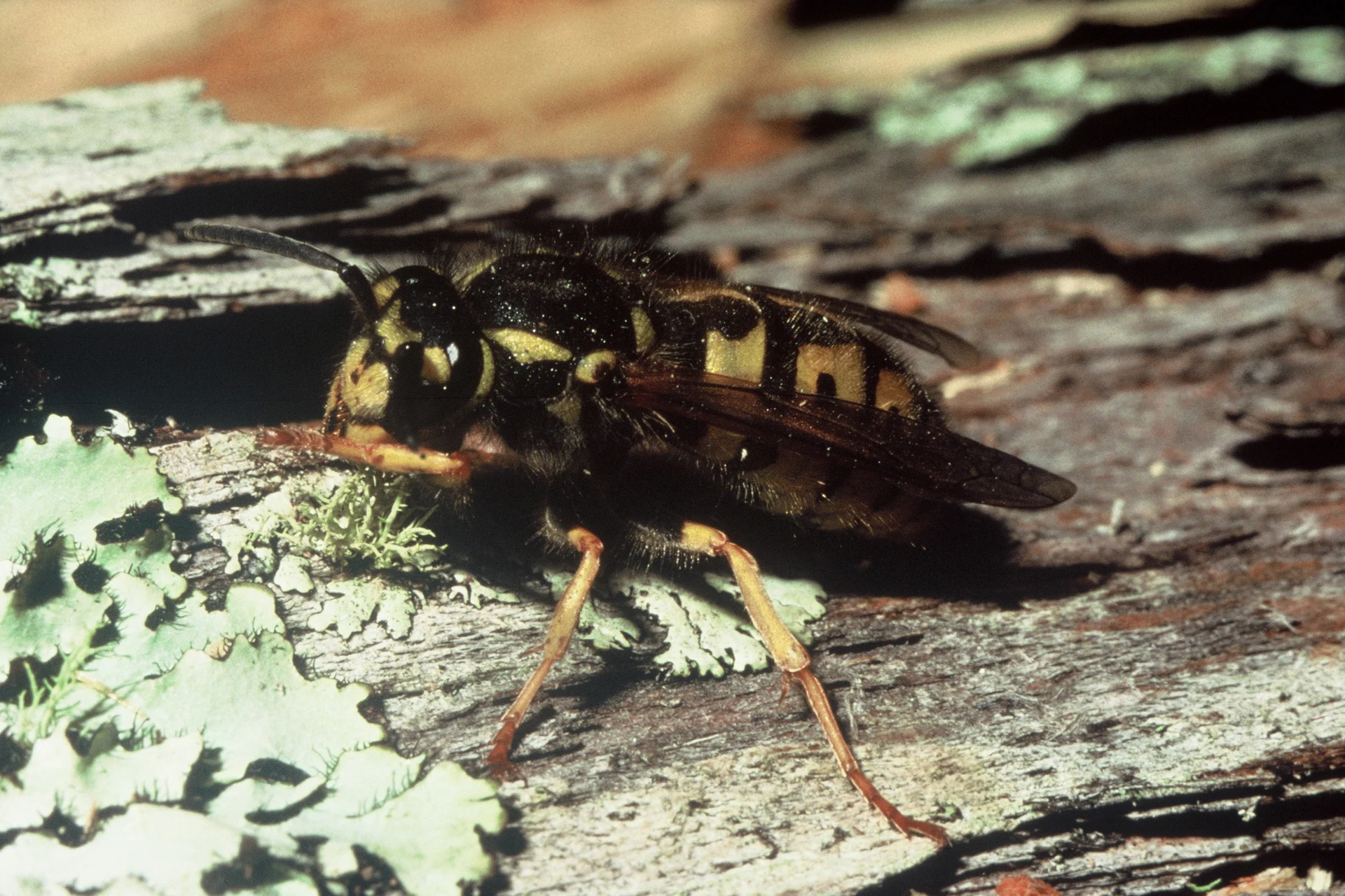 Taking the hum out of wasps