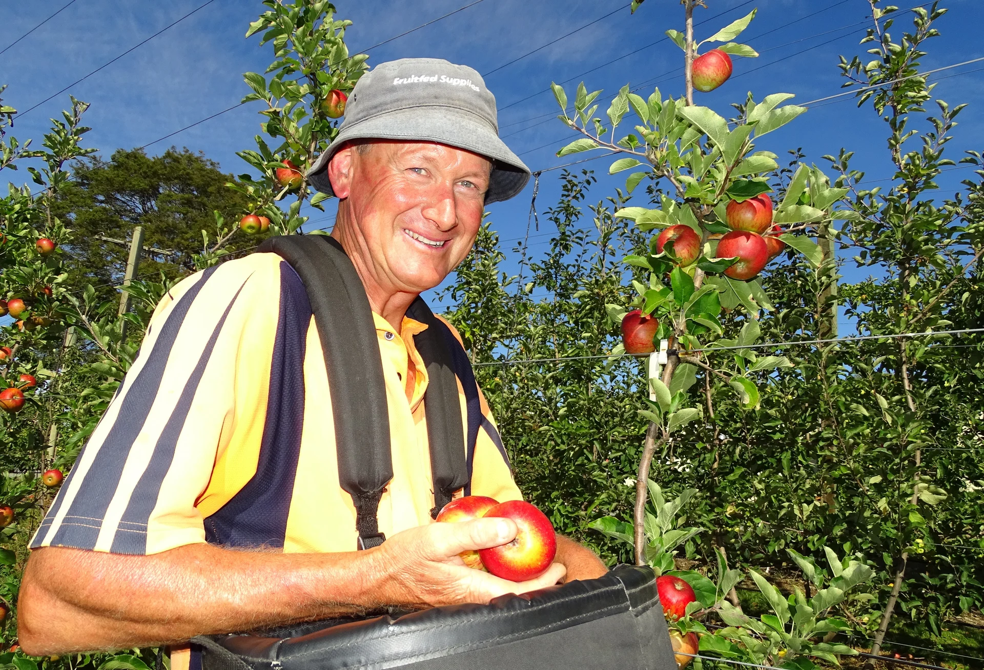 Clocking up nearly 90 apple harvests
