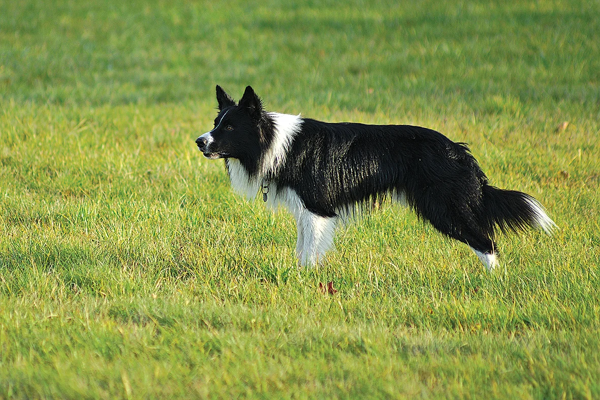 On your barks… get set, go