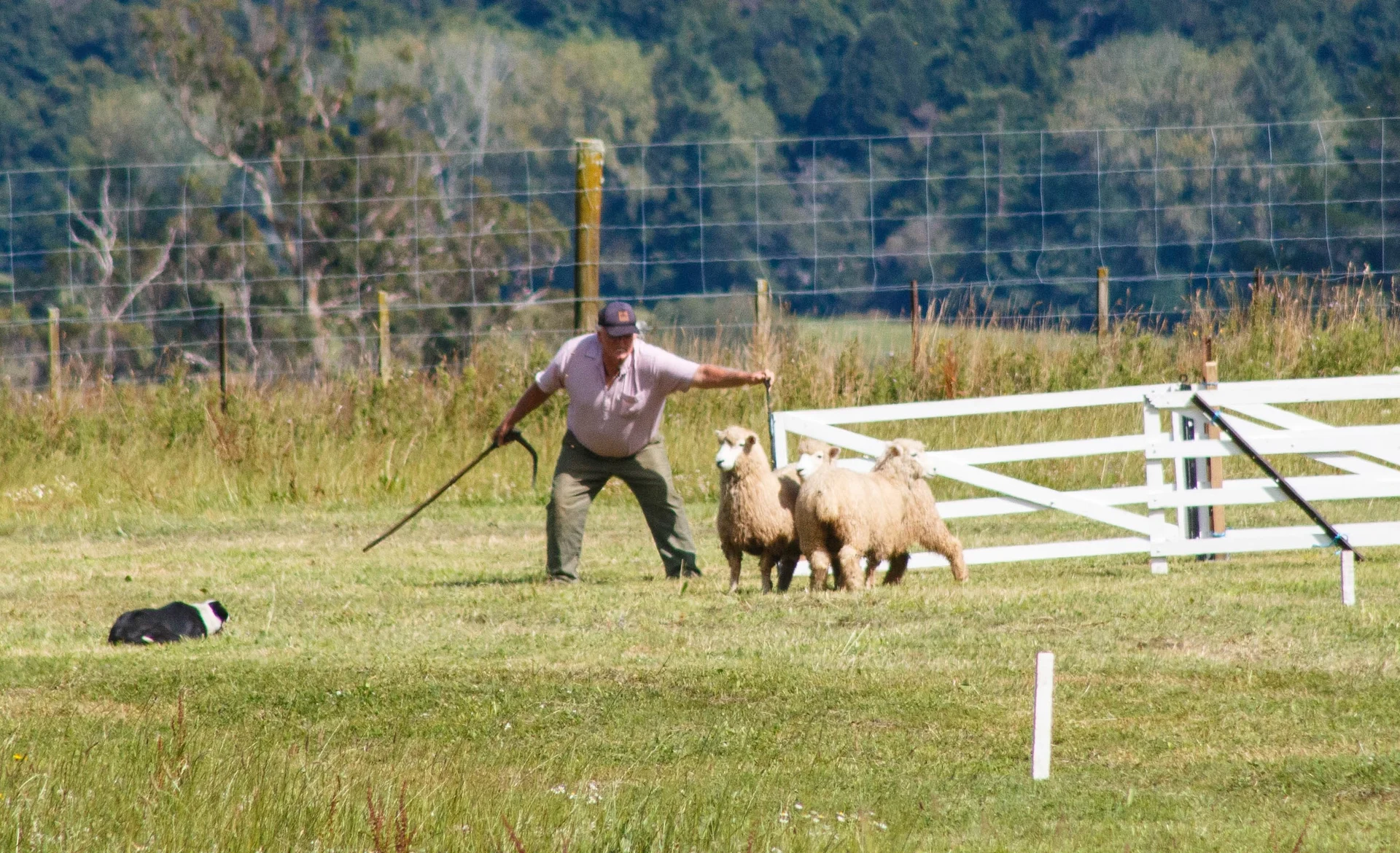 Dogs put to trial in Tākaka competition