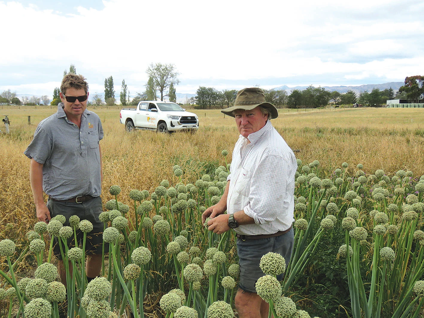 Covid gives a boost to the garlic market