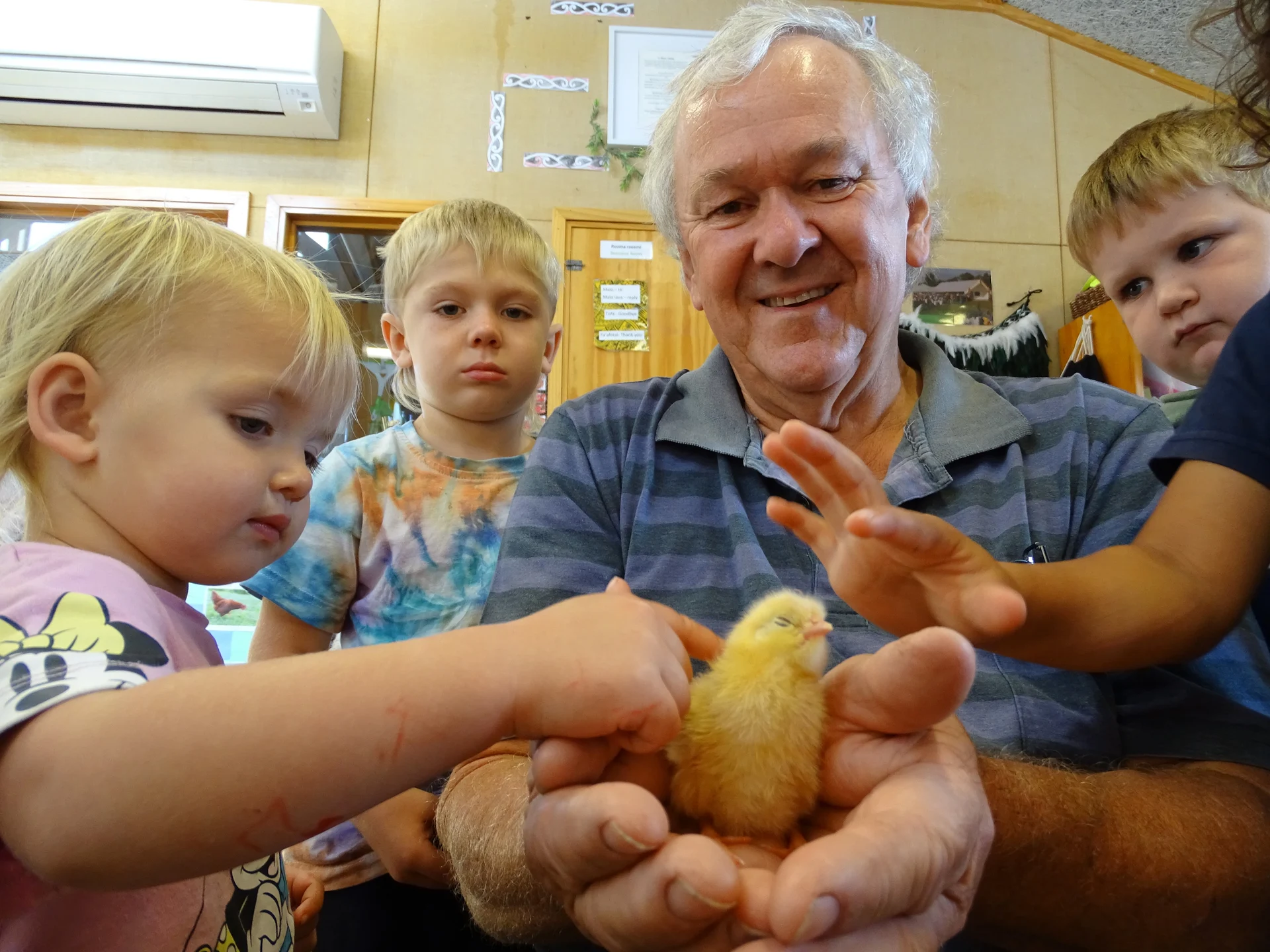 Philip’s gift of chicks for kindergarten