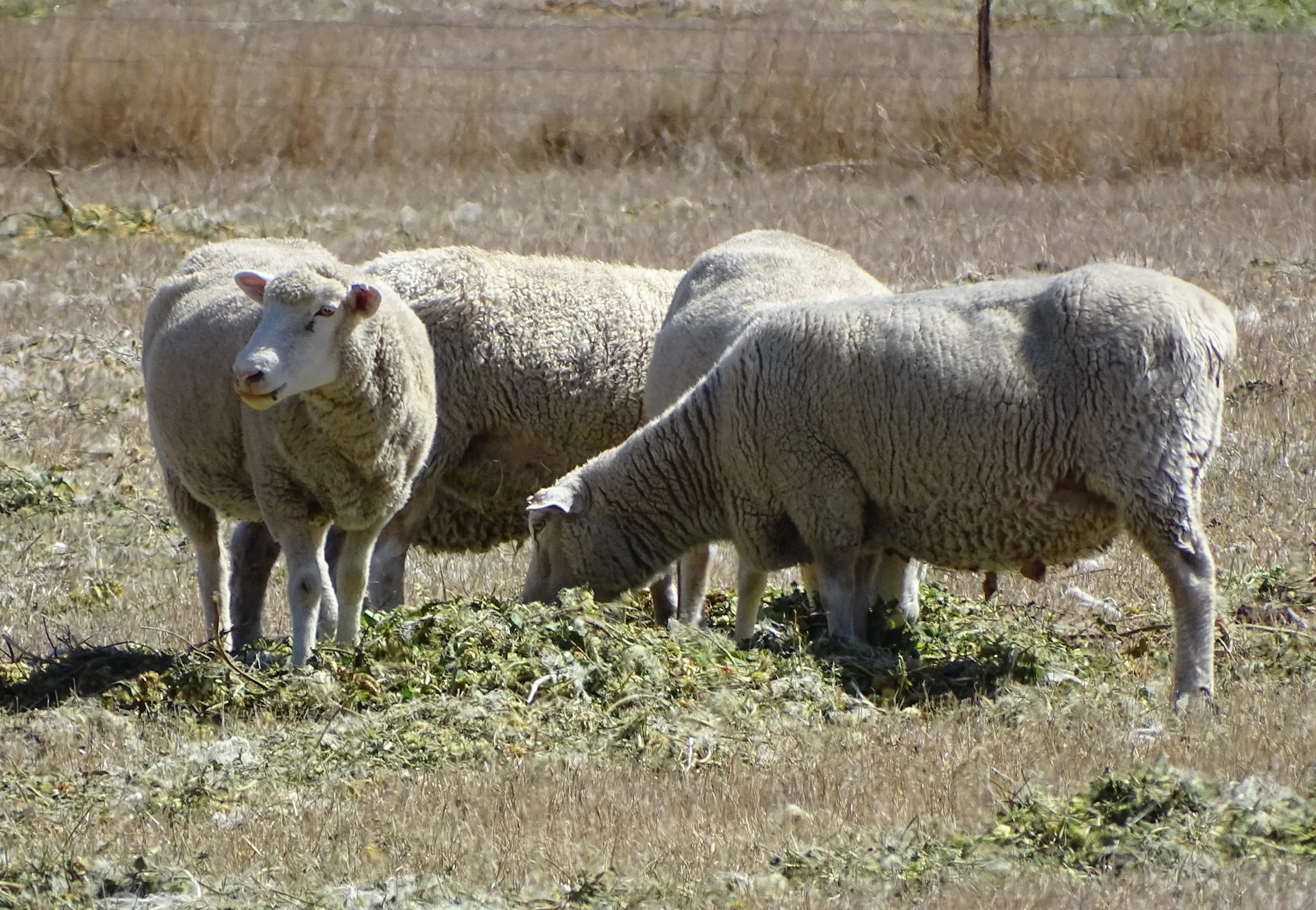 Drought now official in Tasman
