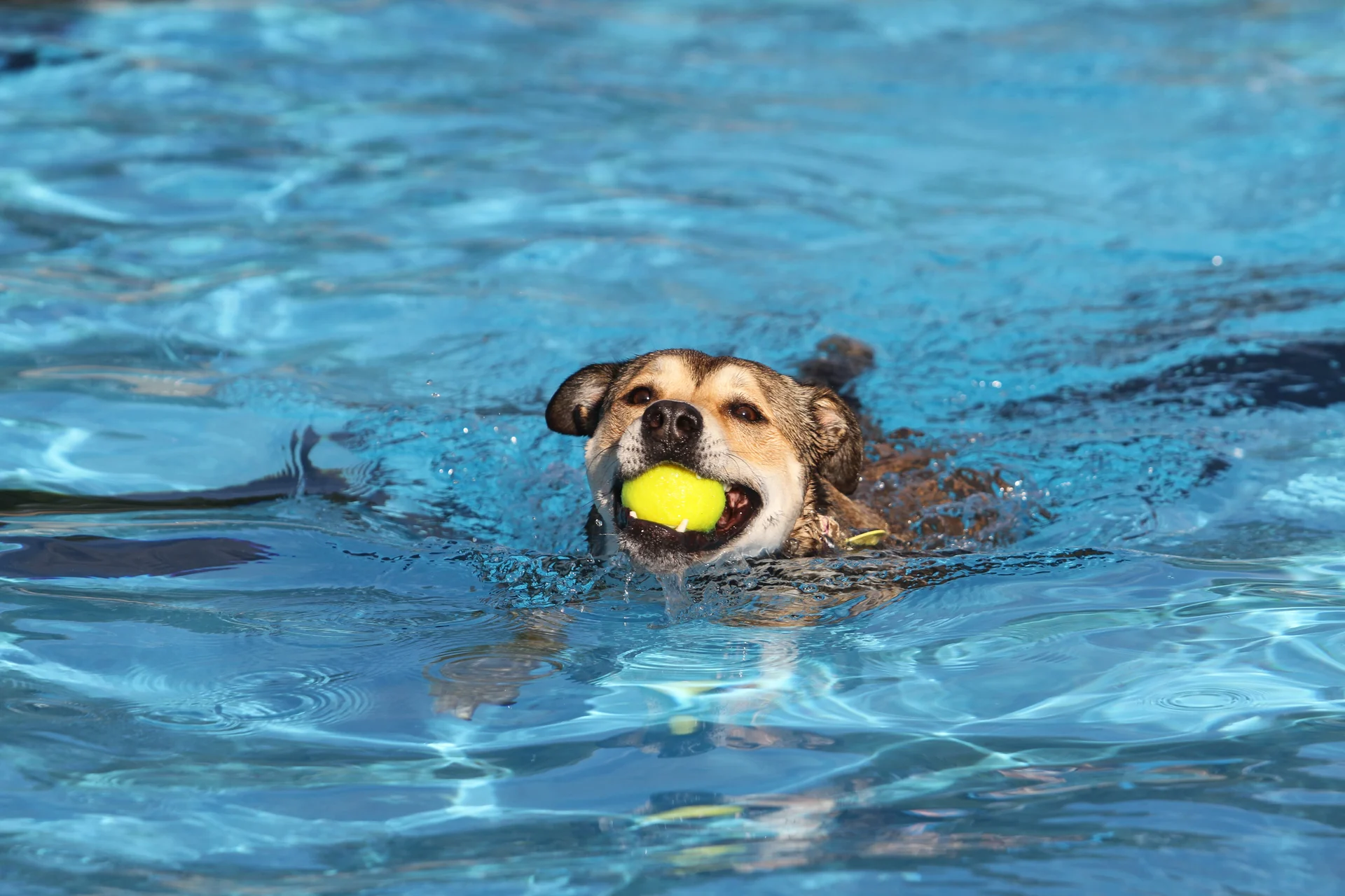 Who let the dogs out?