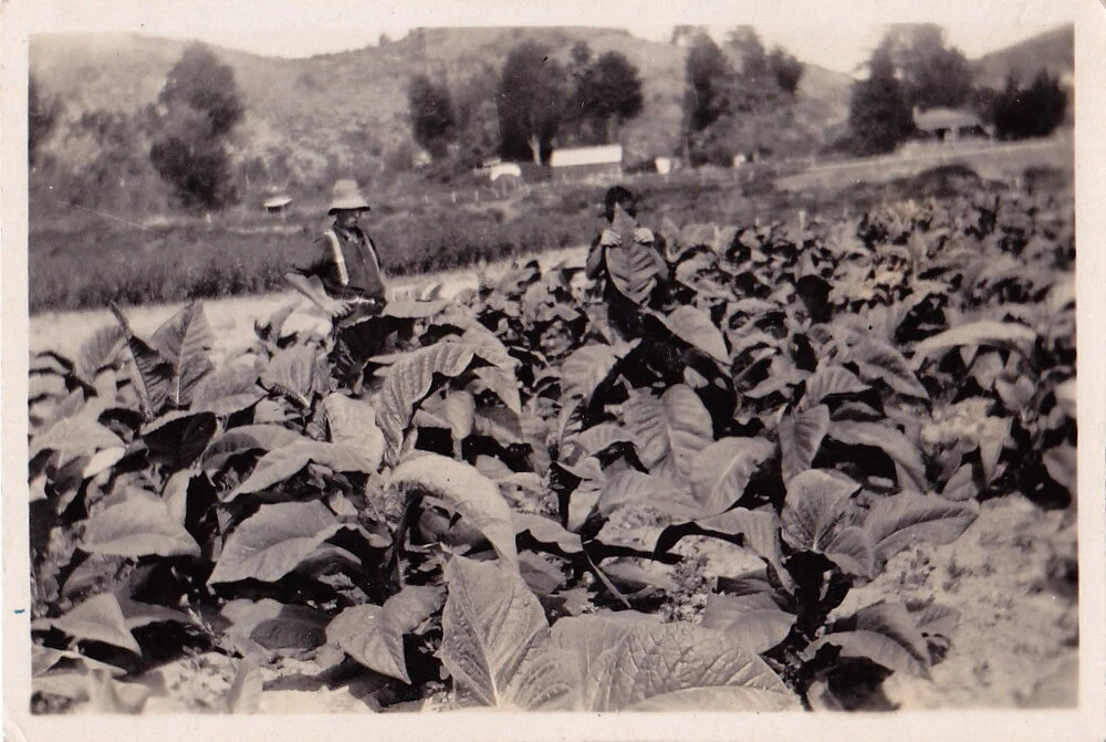 History: Government’s venture in tobacco products