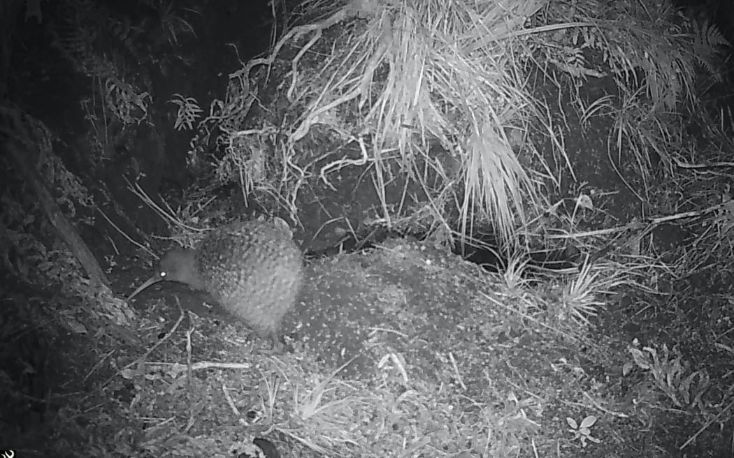 Great spotted kiwi found in Golden Bay