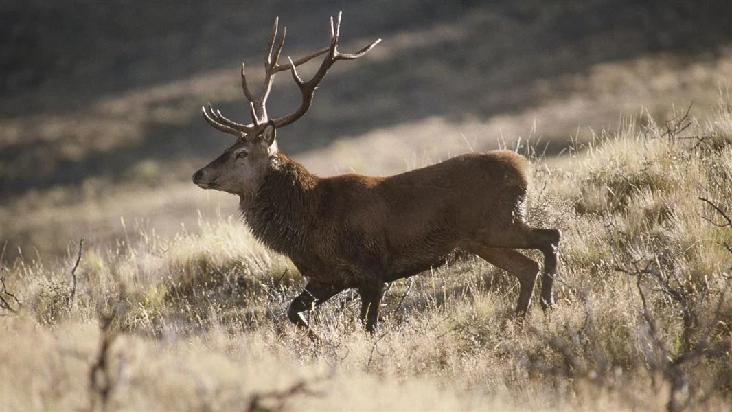 Deer video prompts complaints to SPCA