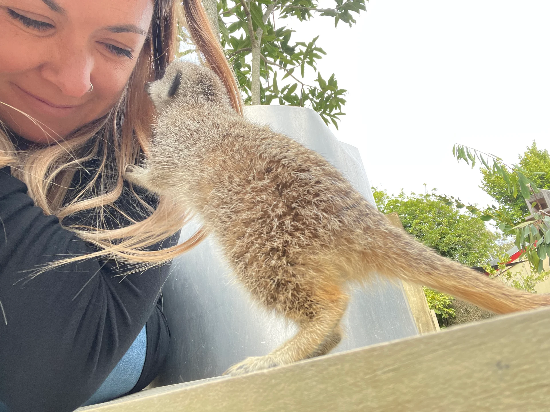 Up close and personal with meerkats