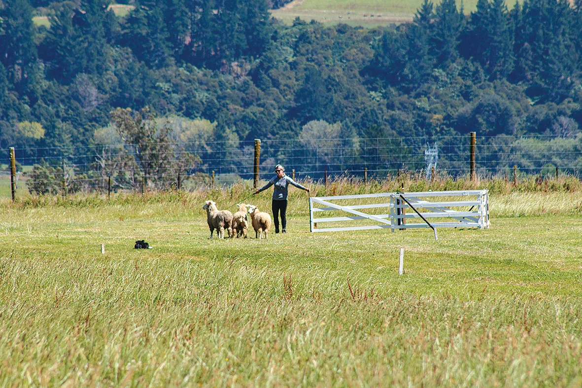 Spectators welcome at Waimea Dog Trials