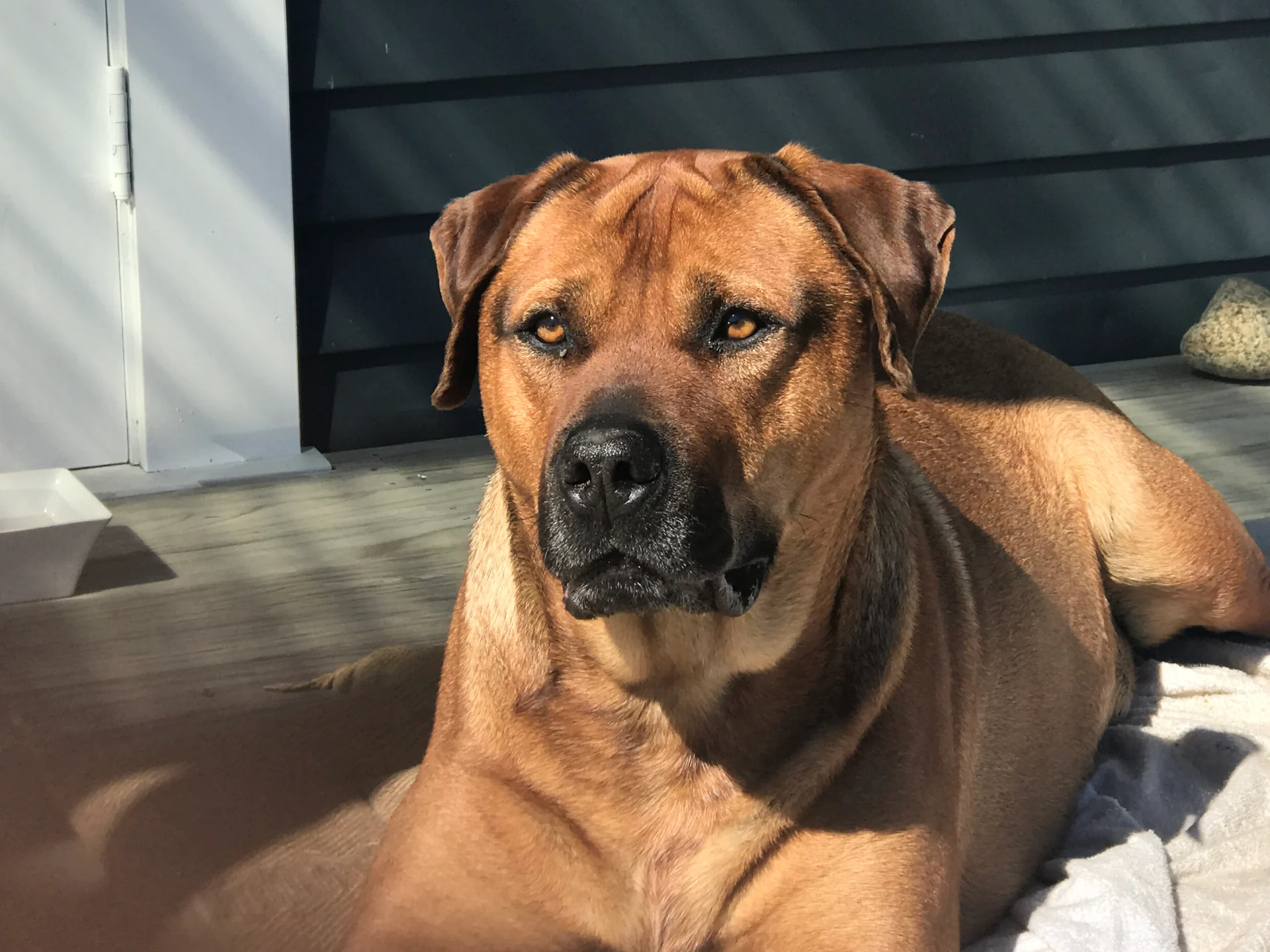 More dogs, more infringements for Tasman