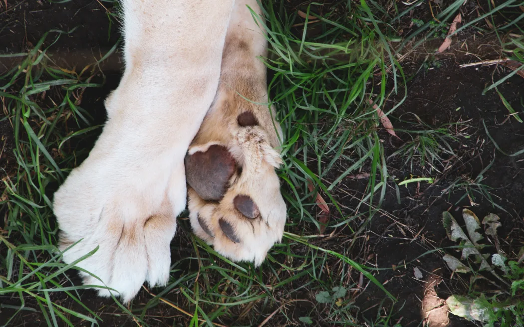 Parvovirus raises its ugly head