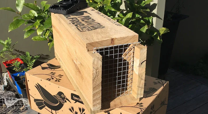 Learn to trap pests like a ninja