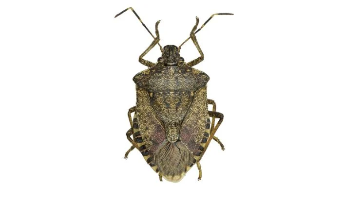 Look out for the brown stink bug