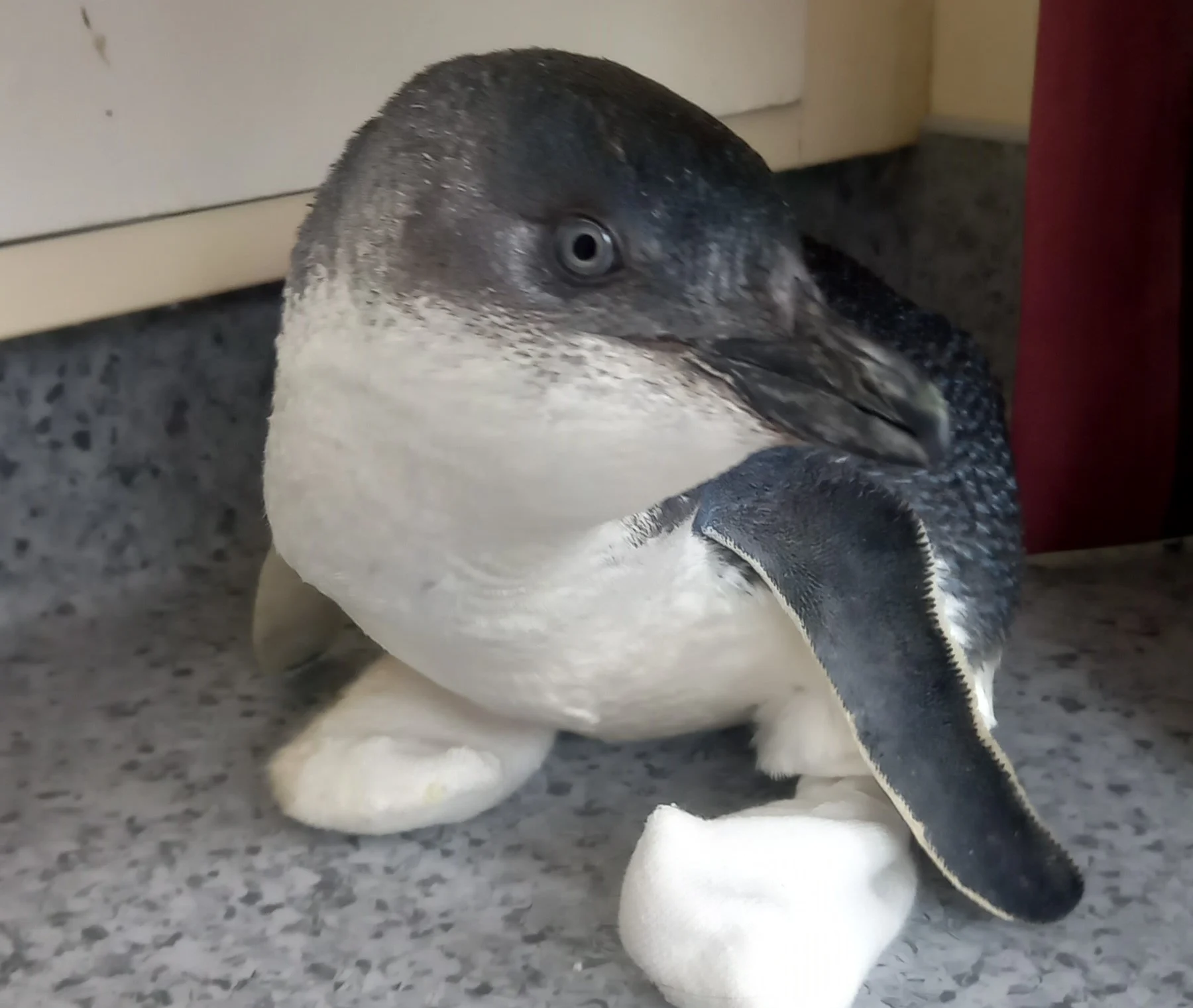 Penguin-friendly upgrade at rehab clinic