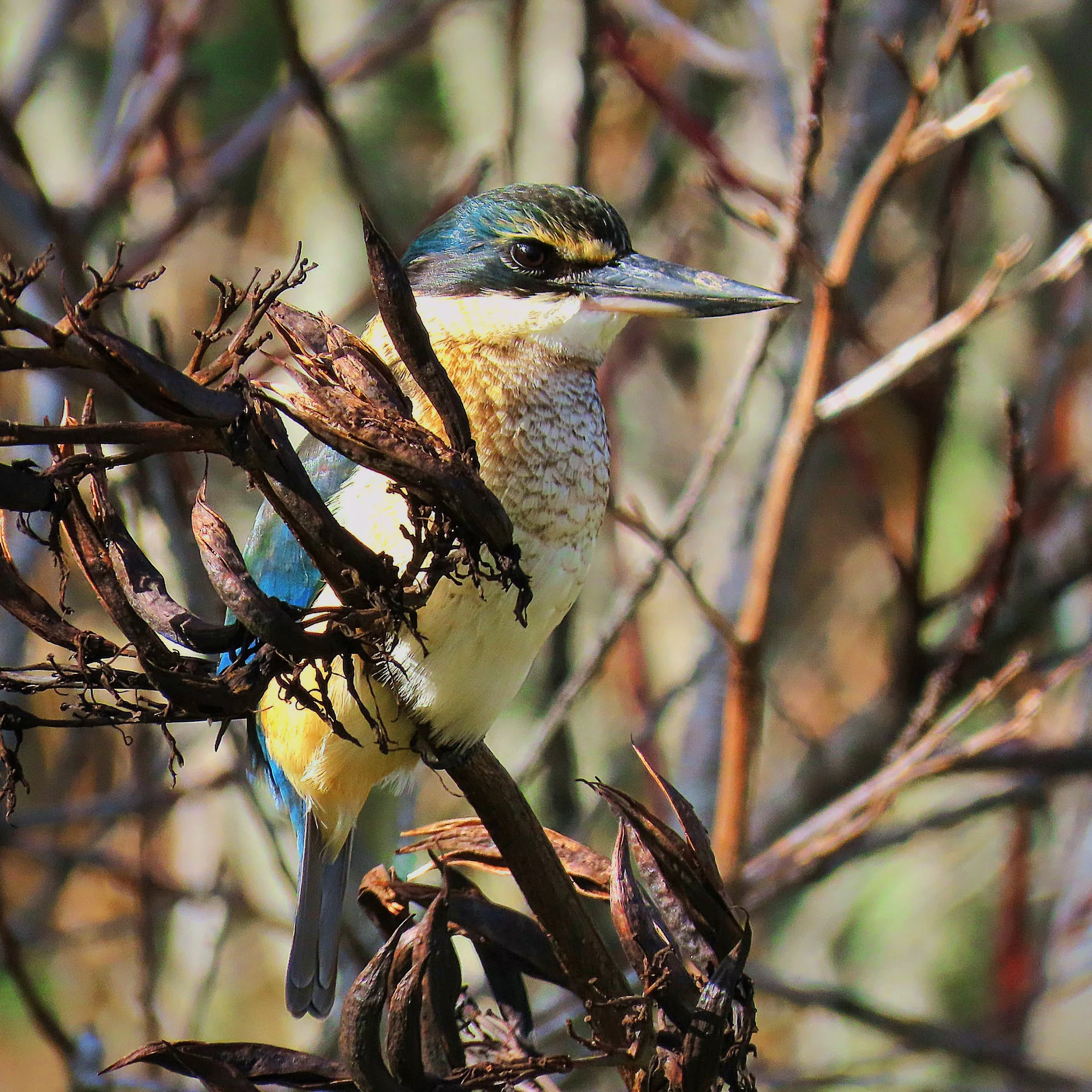 Winter reign of kōtare