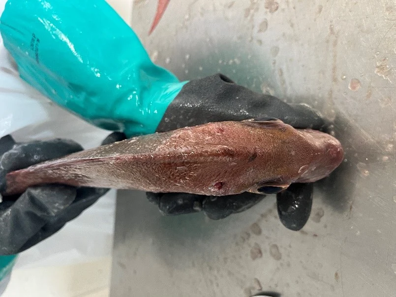 Milky white flesh in snapper