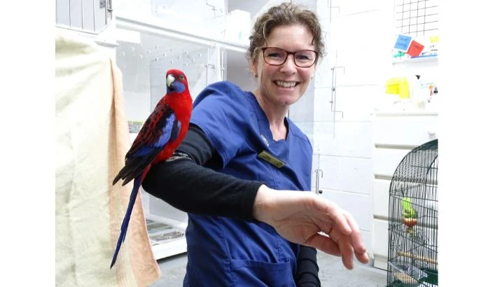 Influx of baby birds heading to clinics