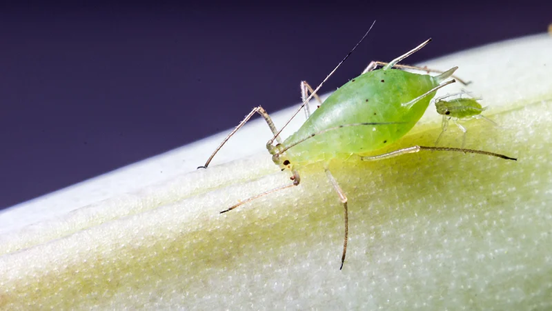 New tool for ‘all things aphid’
