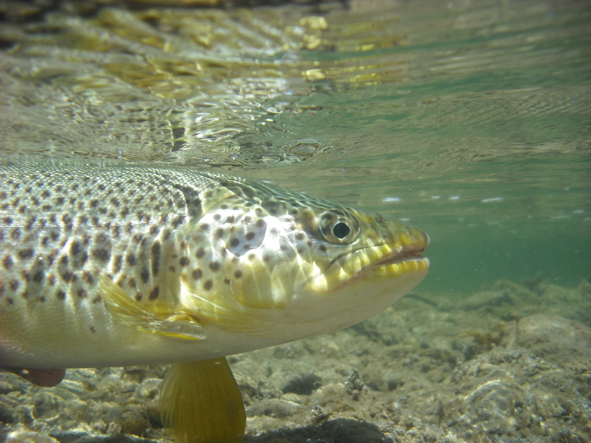 Trout spawning season and conservation efforts