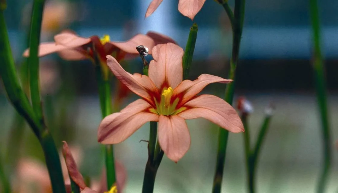The toxic threat Cape tulip