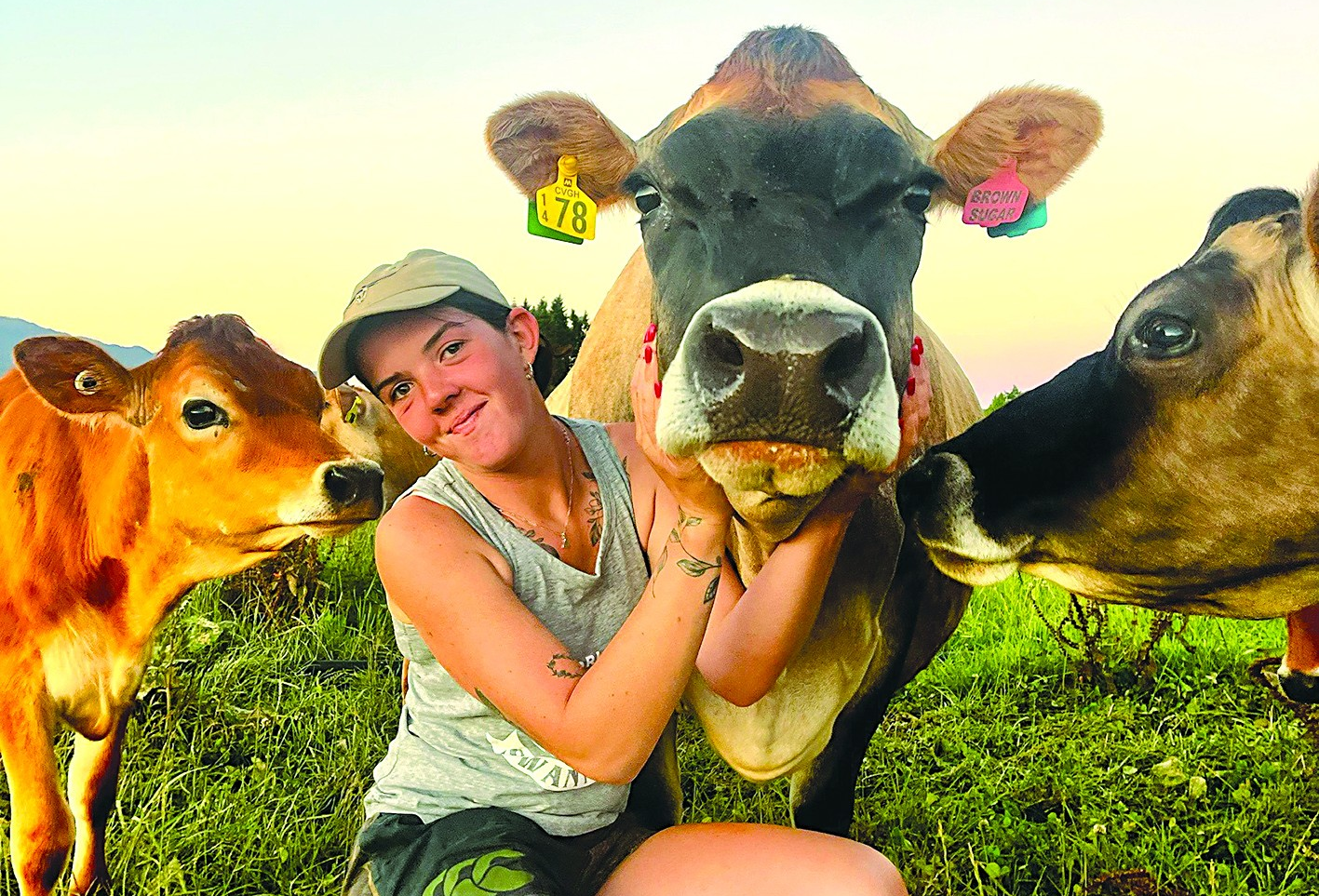 Cows and tractors