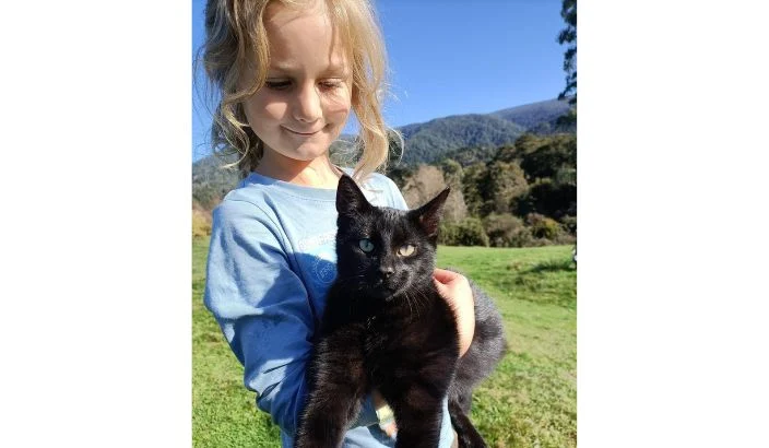 Cats disappearing around Upper Moutere