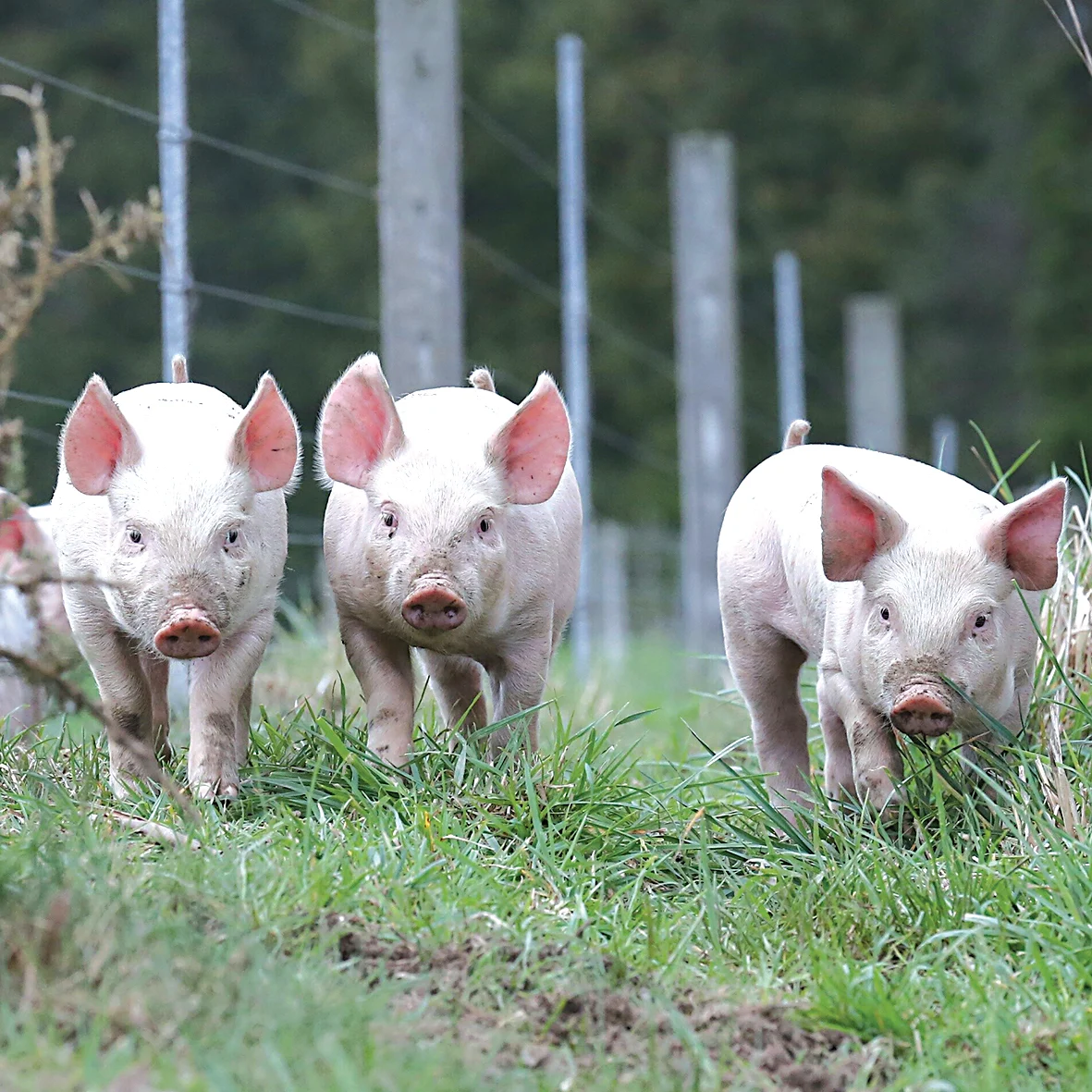 Pig farmers donate pork to Kiwis doing it tough