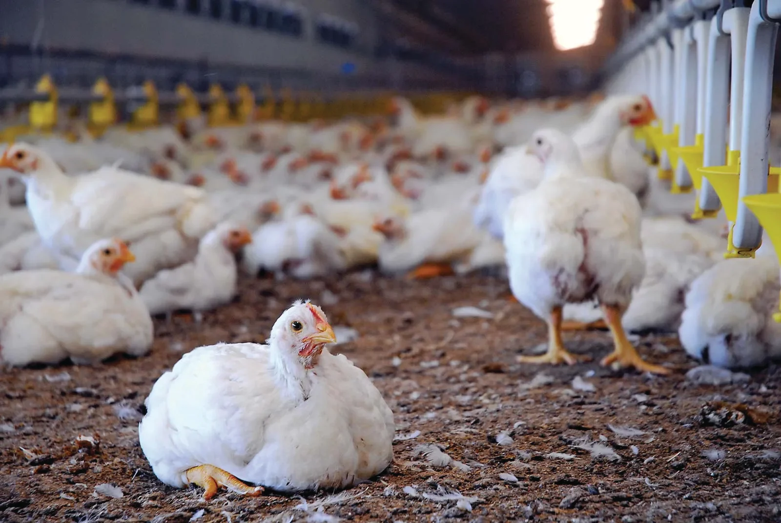 Bird flu concerns and measures for NZ